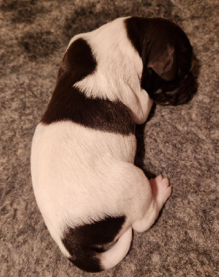 CHIOT
