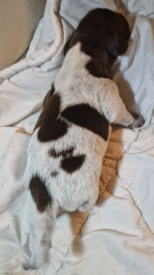 CHIOT