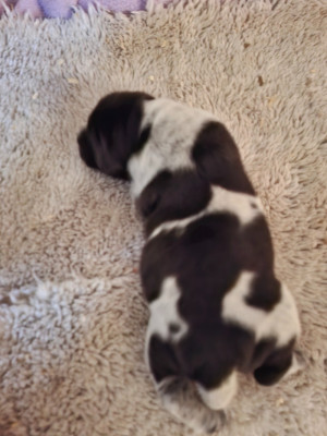 CHIOT 1