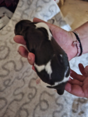 CHIOT 1