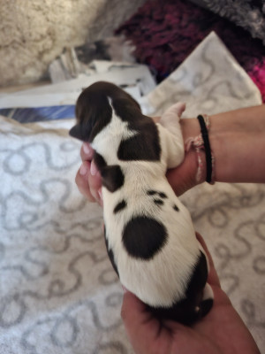 CHIOT 5