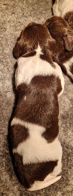 CHIOT
