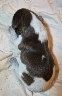 CHIOT
