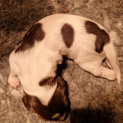 CHIOT