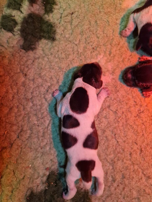 CHIOT