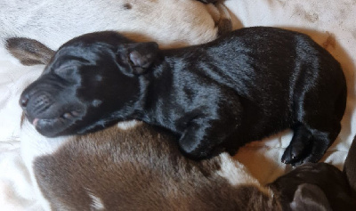 CHIOT