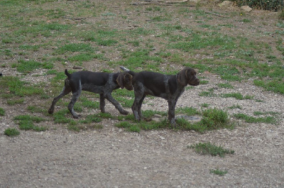 CHIOT