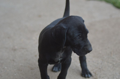 CHIOT