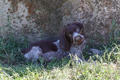 CHIOT