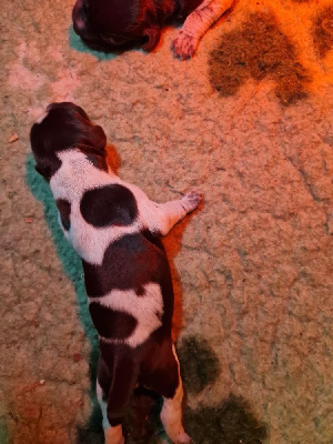 CHIOT