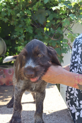 CHIOT