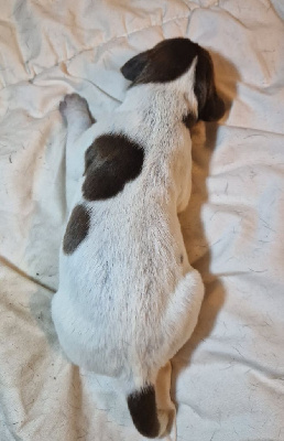 CHIOT
