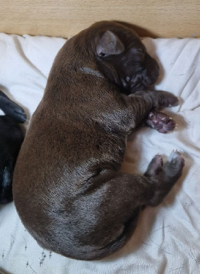CHIOT
