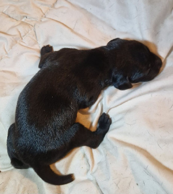 CHIOT