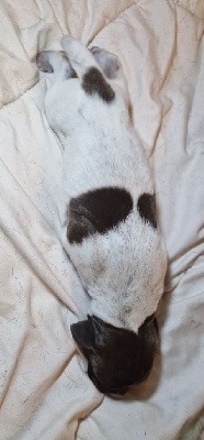 CHIOT