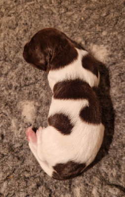 CHIOT