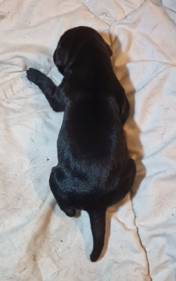 CHIOT