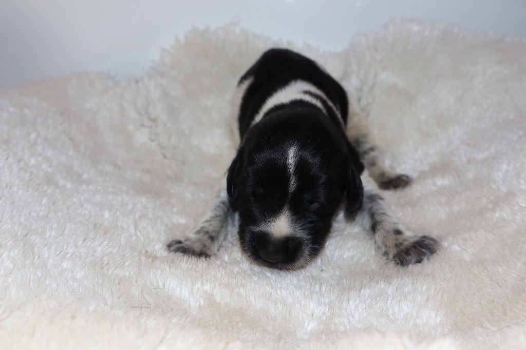 Vom hundegelaut - Chiots disponibles - Chien d'arrêt allemand à poil dur