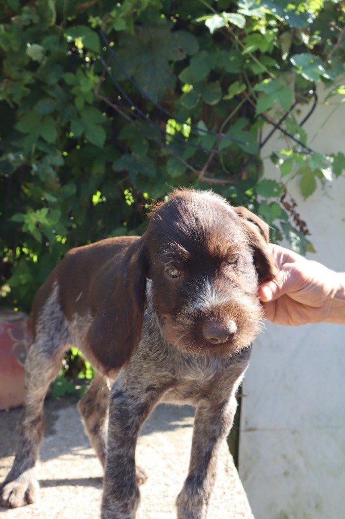 Vom hundegelaut - Chiots disponibles - Chien d'arrêt allemand à poil dur