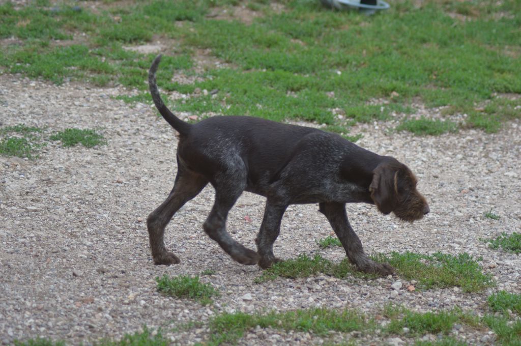 Vom hundegelaut - Chiots disponibles - Chien d'arrêt allemand à poil dur