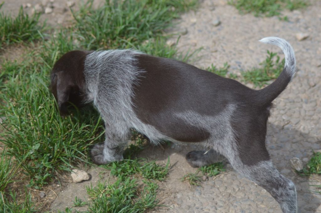 Vom hundegelaut - Chiots disponibles - Chien d'arrêt allemand à poil dur
