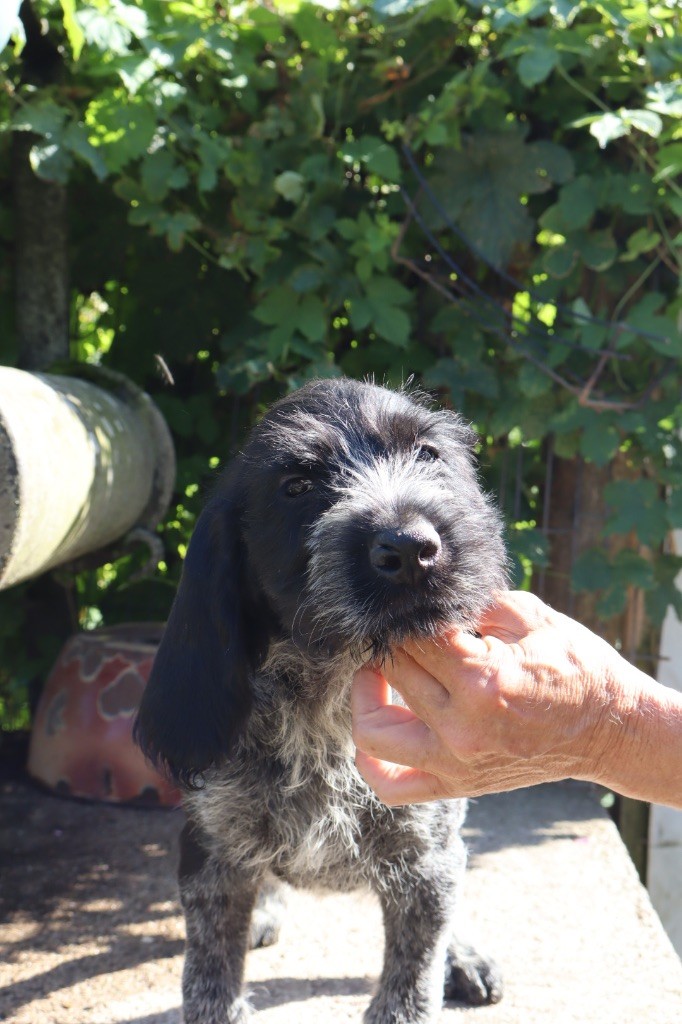 Vom hundegelaut - Chiots disponibles - Chien d'arrêt allemand à poil dur