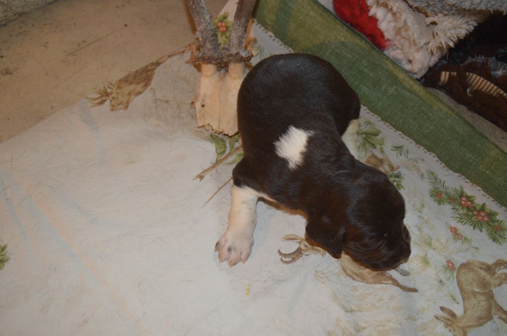 Vom hundegelaut - Chiots disponibles - Petit Epagneul de Münster