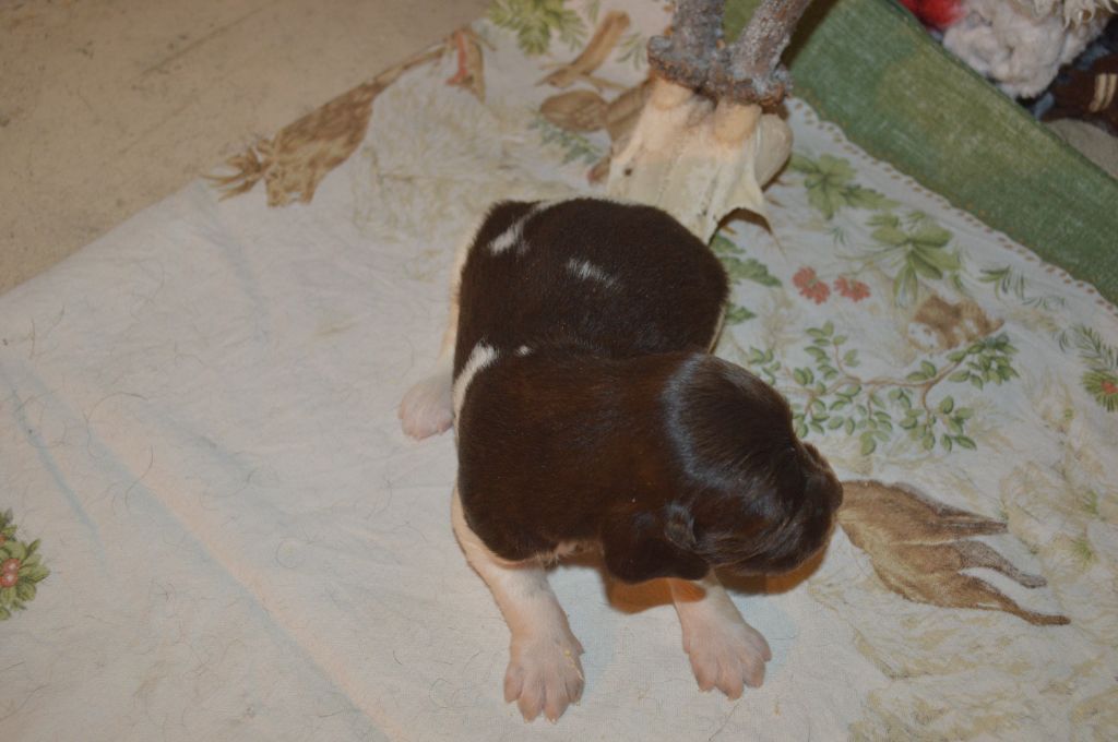Vom hundegelaut - Chiots disponibles - Petit Epagneul de Münster