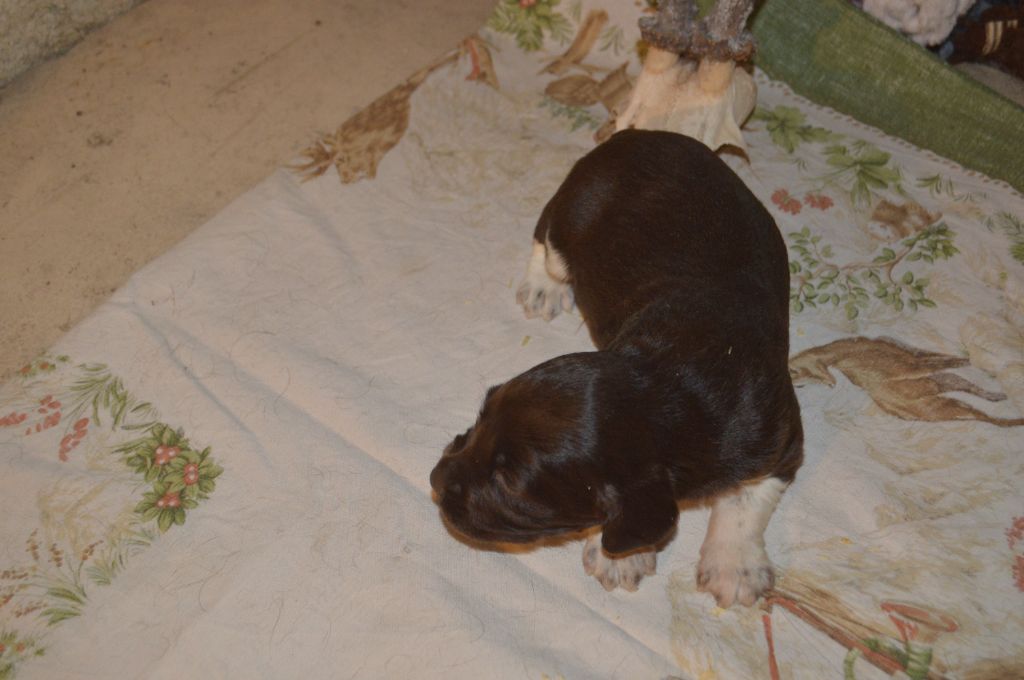 Vom hundegelaut - Chiots disponibles - Petit Epagneul de Münster