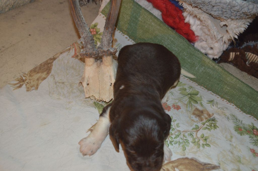 Vom hundegelaut - Chiots disponibles - Petit Epagneul de Münster