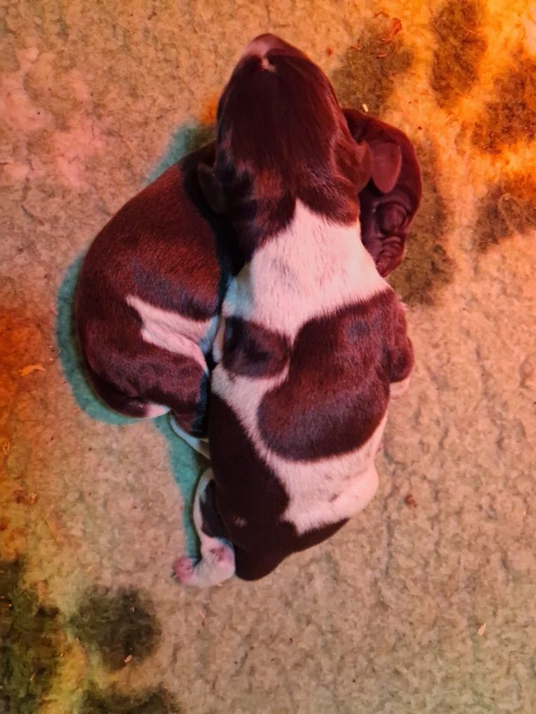 Vom hundegelaut - Chiots disponibles - Chien d'arrêt allemand à poil dur