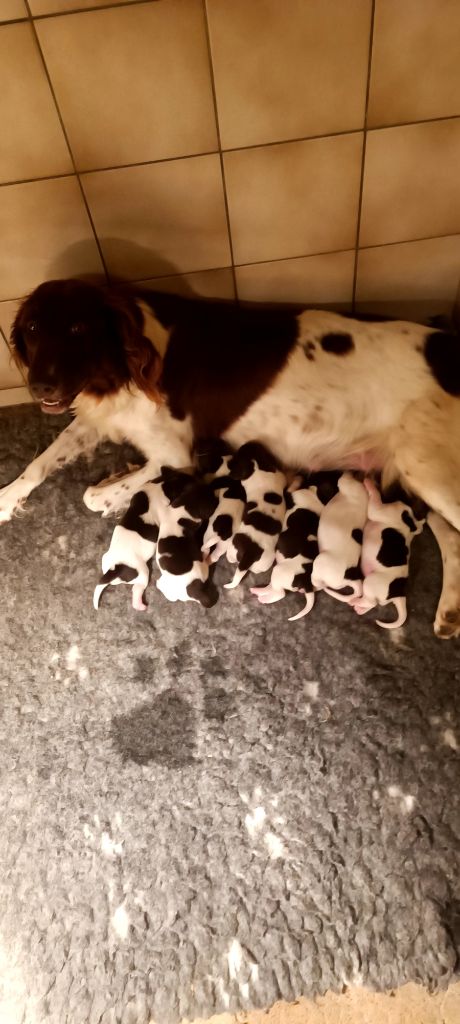 Chiot Petit Epagneul de Münster Vom hundegelaut