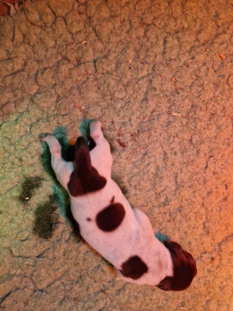 Vom hundegelaut - Chiots disponibles - Chien d'arrêt allemand à poil dur