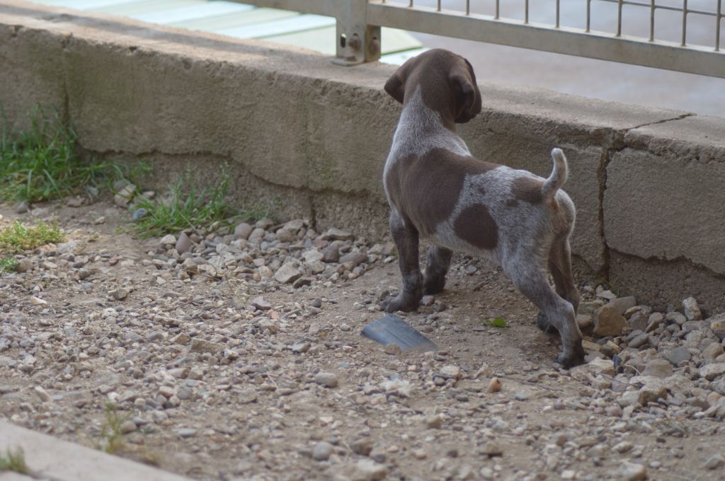 Vom hundegelaut - Chiots disponibles - Braque allemand à poil court