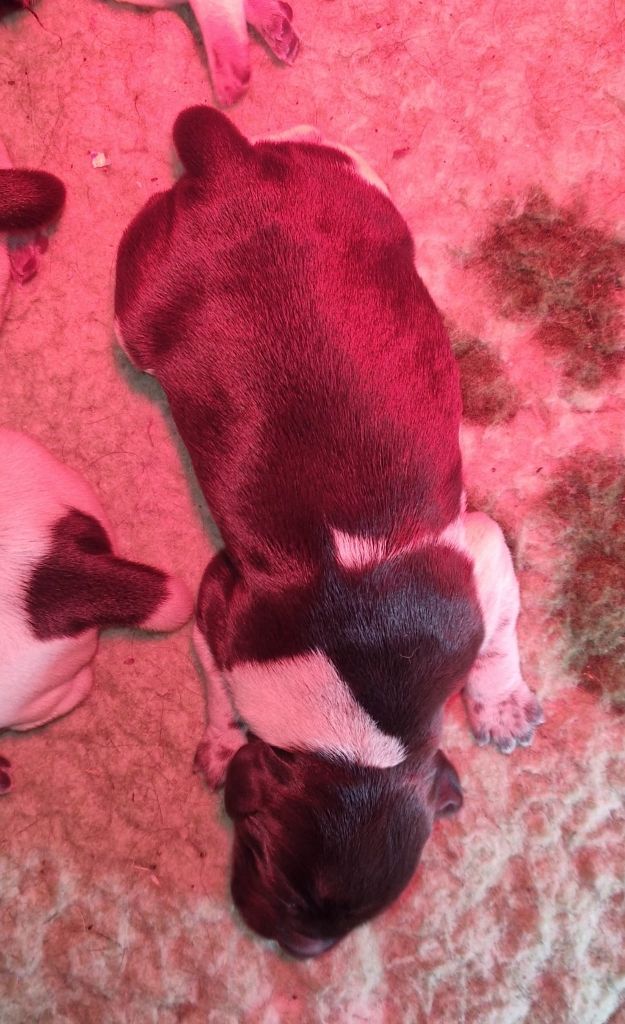 Vom hundegelaut - Chiots disponibles - Chien d'arrêt allemand à poil dur