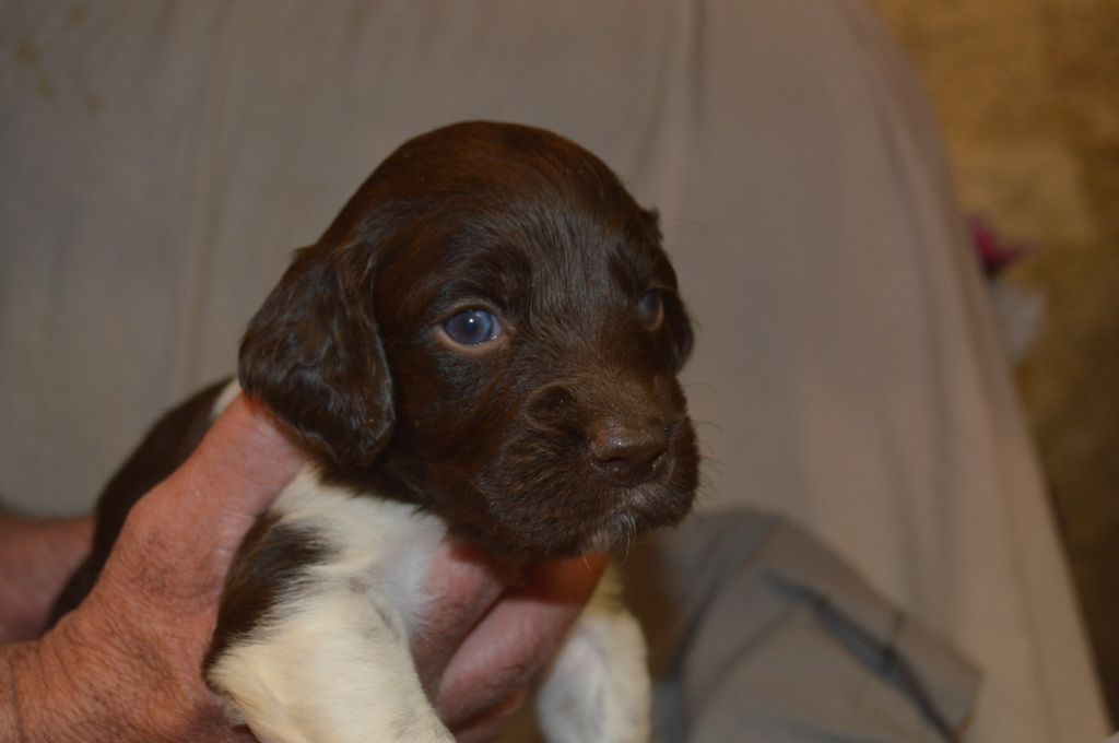 Vom hundegelaut - Chiots disponibles - Petit Epagneul de Münster
