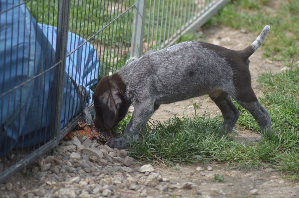 Vom hundegelaut - Chiots disponibles - Chien d'arrêt allemand à poil dur