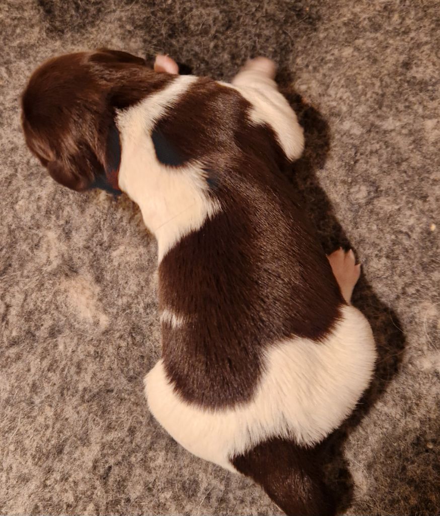 Vom hundegelaut - Chiots disponibles - Petit Epagneul de Münster