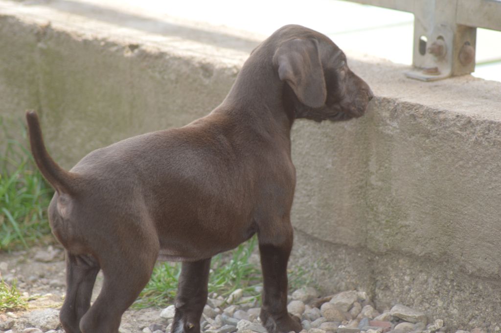Vom hundegelaut - Chiots disponibles - Braque allemand à poil court