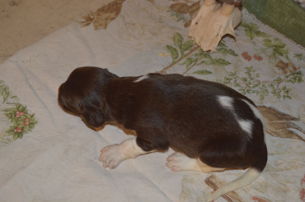 Vom hundegelaut - Chiots disponibles - Petit Epagneul de Münster