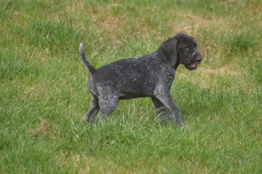 Vom hundegelaut - Chiots disponibles - Chien d'arrêt allemand à poil dur
