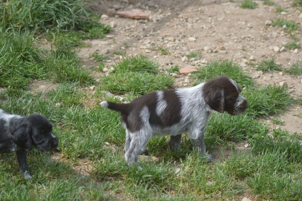 Vom hundegelaut - Chiots disponibles - Chien d'arrêt allemand à poil dur