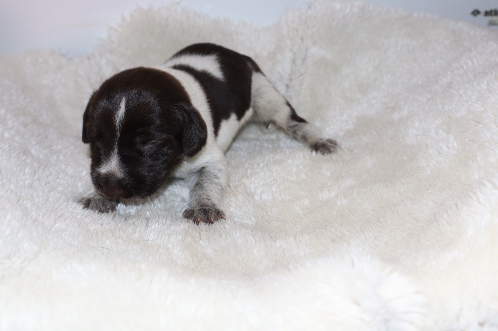 Vom hundegelaut - Chiots disponibles - Chien d'arrêt allemand à poil dur