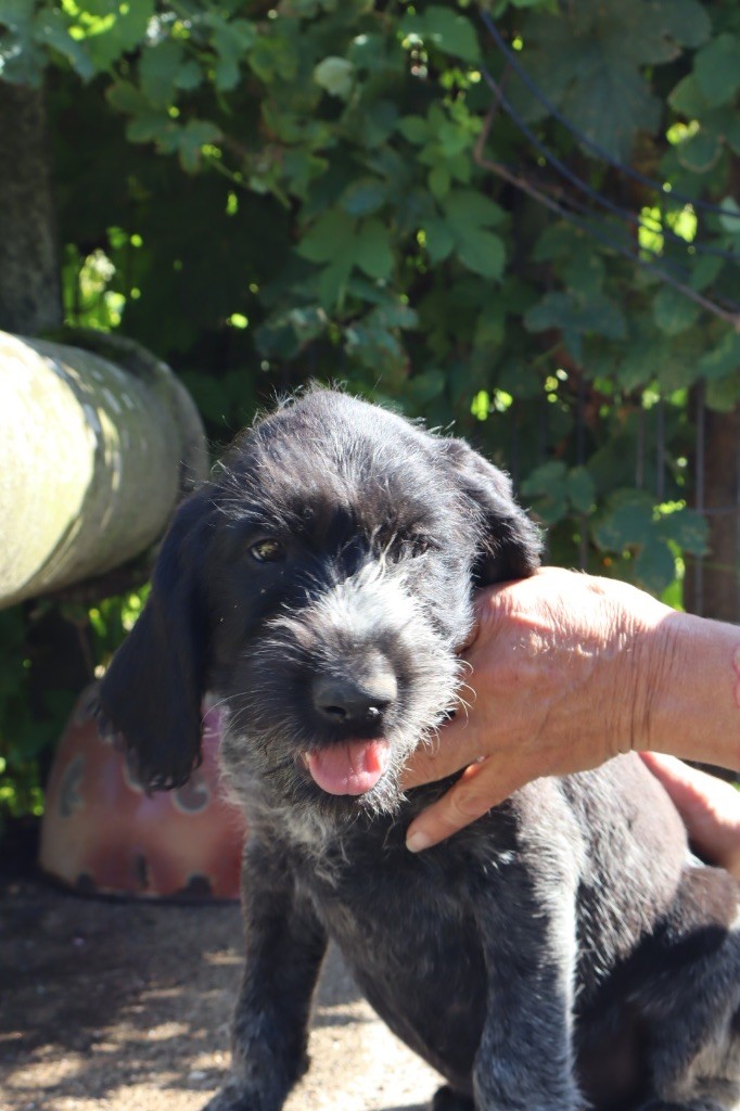 Vom hundegelaut - Chiots disponibles - Chien d'arrêt allemand à poil dur